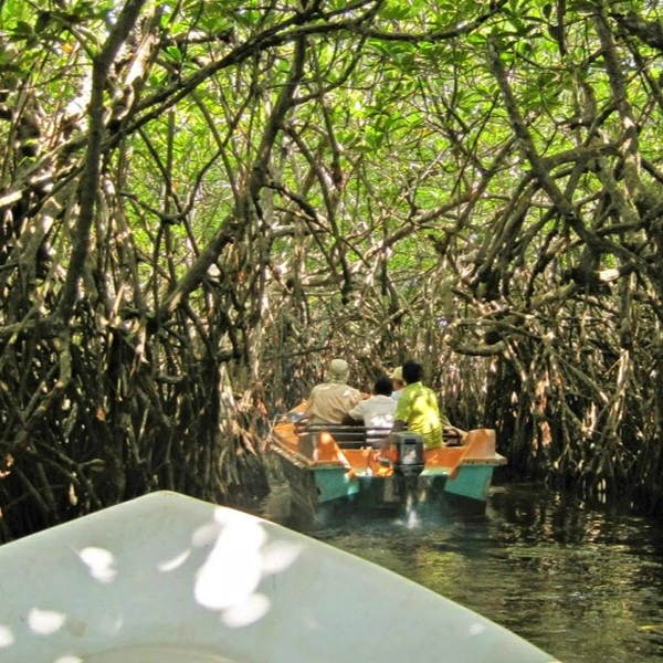 Koggala Lake Boat Safari