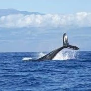 Whale Watching Experience