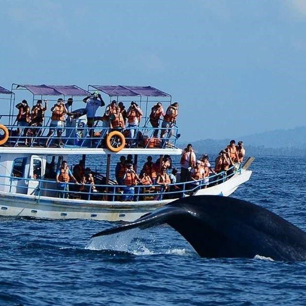 Whale Watching Experience