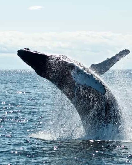 Whale Watching in Mirissa